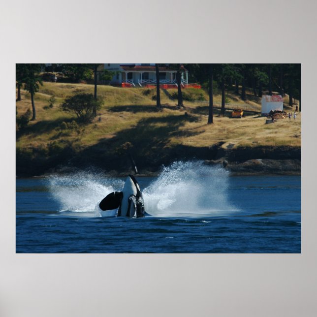 Poster Orca Dans les îles San Juan (Devant)