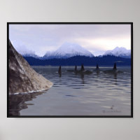 Orca d'eau foncée