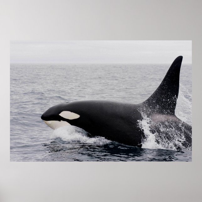 Poster Orca, épaulard, brèche (Devant)
