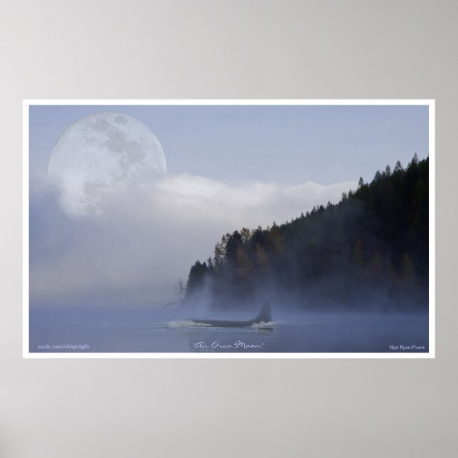 Poster Orca Killer Whale & Super Moon Wildlife Art (Devant)