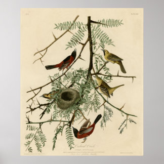 Poster Orchard Oriole