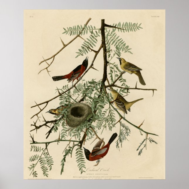 Poster Orchard Oriole (Devant)