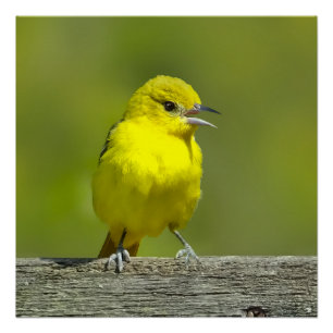 Poster Orchard Oriole - Photo originale