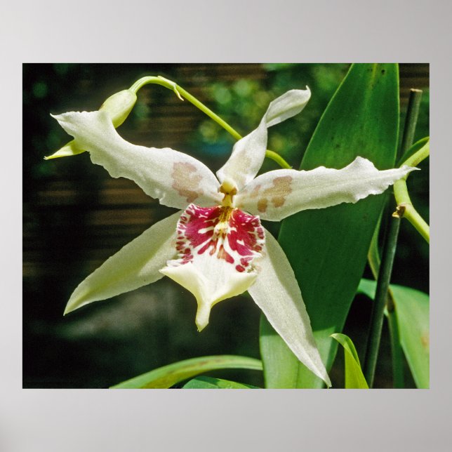 Poster Orchid Beallara 'Tahoma Glacier' (Devant)