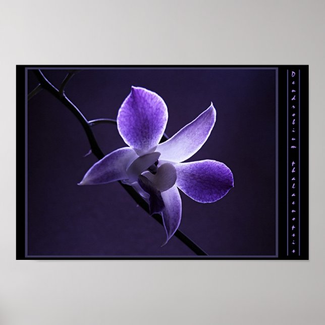 Poster Orchid bleu (Devant)