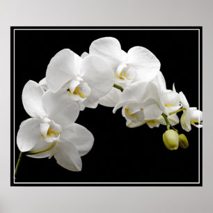 Poster-Orchid-Blume Poster