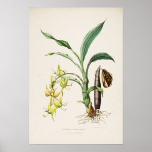 Poster Orchid Cycnoches ventricosum Imprimer par Bateman 