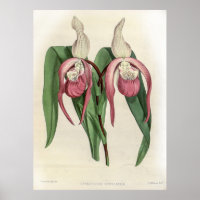 Orchid de Cypripedium Schroderae