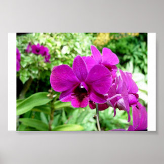 Poster Orchid de Singapour
