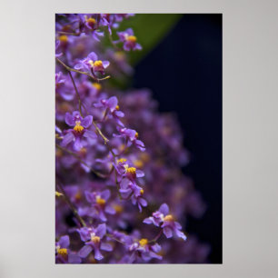 Poster Orchid Oncidium Twinkle