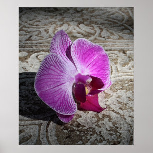 Poster Orchid Phalae Graphic Print -20x24 -or smaller