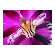 Orchide de Purple