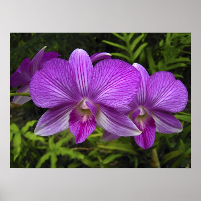 POSTER ORCHIDE POURPULAIRE HAWAIIEN (Devant)