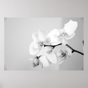 Poster Orchidée