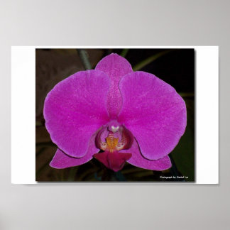 Poster Orchidée