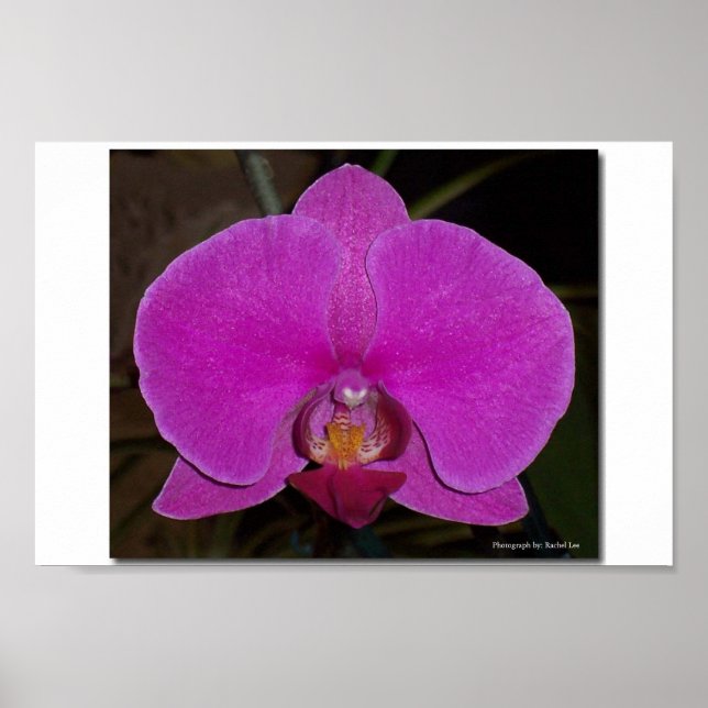 Poster Orchidée (Devant)