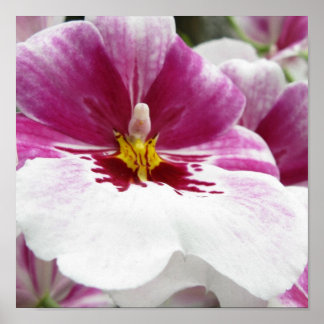 POSTER ORCHIDÉE