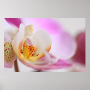 Poster Orchidée