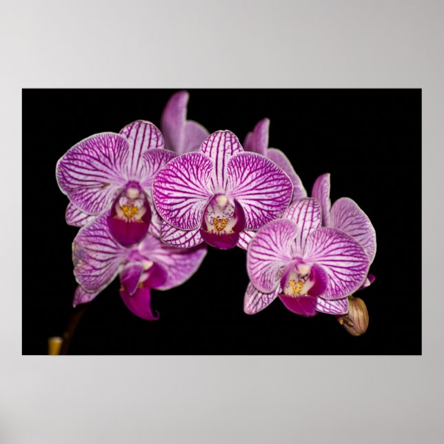 Poster Orchidée 1 en noir (Devant)