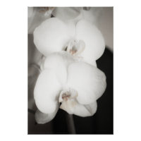 Orchidée 8931