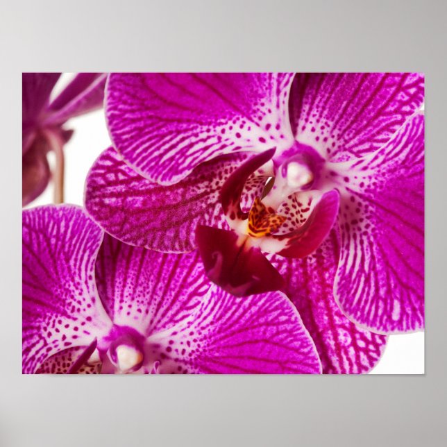 Poster Orchidée à Dendrobium rose chaud - Arrière - plan  (Devant)