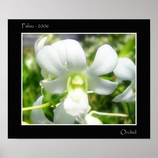 Poster Orchidée blanche (Devant)
