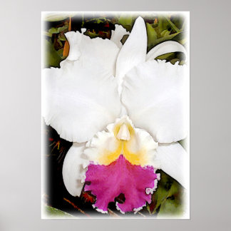 Poster Orchidée blanche et violette de Cattleya