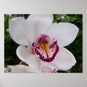 Poster Orchidée Blanche I Belle Fleur Tropicale