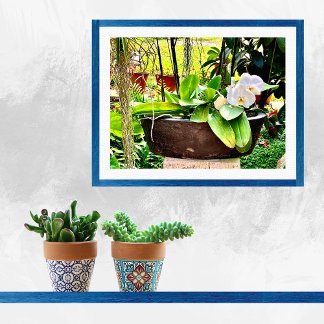 Poster Orchidée blanche lune