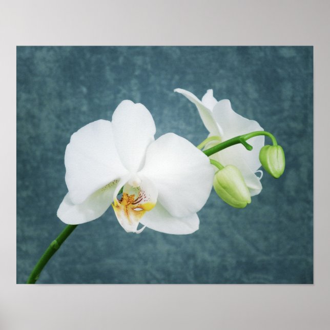 Poster Orchidée blanche Zen (Devant)