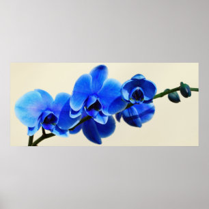 Poster Orchidée bleue