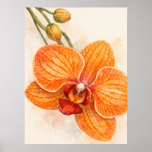 Poster Orchidée botanique papillon à fleur unique