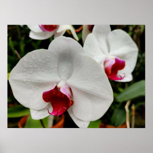 Poster Orchidée brumeuse