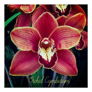 Poster Orchidée. Cymbidium