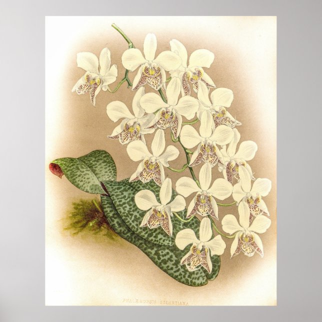 Poster Orchidée de Phalaenopsis stuartiana (Devant)
