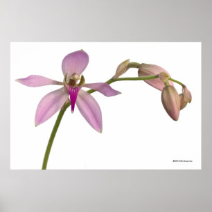 Poster Orchidée de pourpre de Lavendar