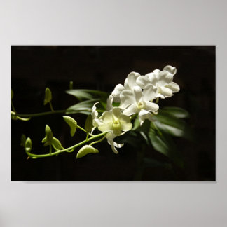 Poster Orchidée en noir