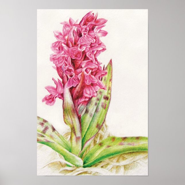 Poster Orchidée hébrideaui : Dactylorhza majalis (Devant)