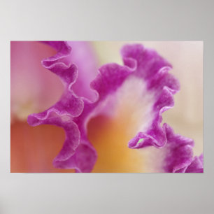 Poster Orchidée hybride en gros plan, Delray Beach, Flori