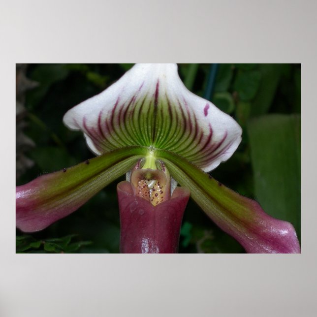 Poster Orchidée paphiopedilum (Devant)