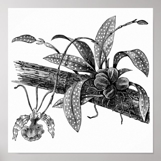 Poster orchidée papillon (Devant)