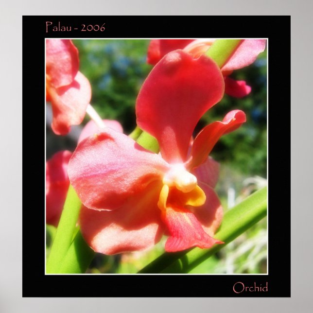 Poster Orchidée rouge (Devant)
