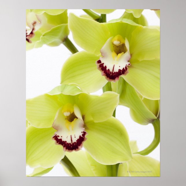 Poster Orchidée verte fraîche - Isolé sur blanc (Devant)