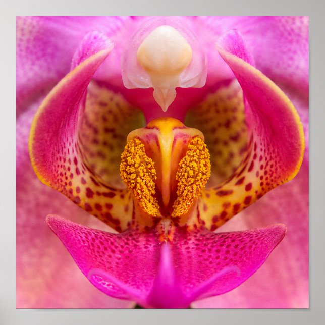 Poster Orchidée vibrante (Devant)