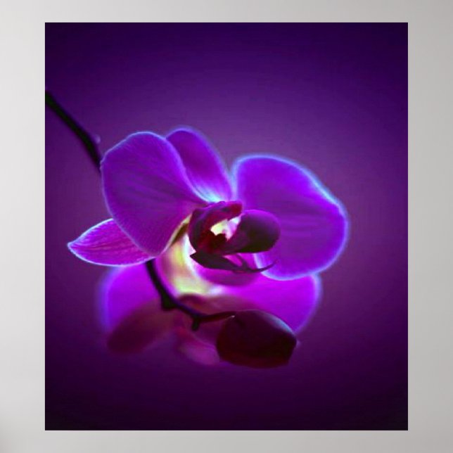Poster Orchidée violette (Devant)