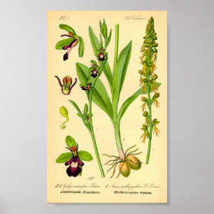Poster Orchidée volante (Ophrys insectifera)