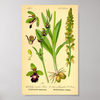 Poster Orchidée volante (Ophrys insectifera)
