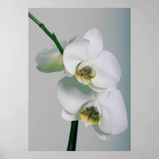 Poster Orchideen (Devant)