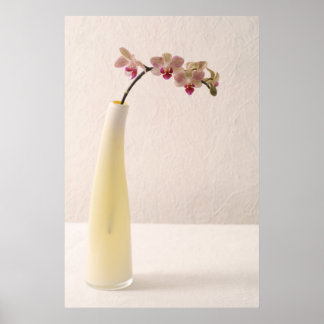 Poster Orchidées