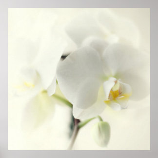 Poster orchidées blanches